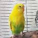Tweety in voller Pracht
