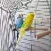 Blue und Tweety am ersten Tag zusammen