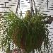Ivy beim Verstecken spielen