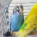 Blue in voller Pracht