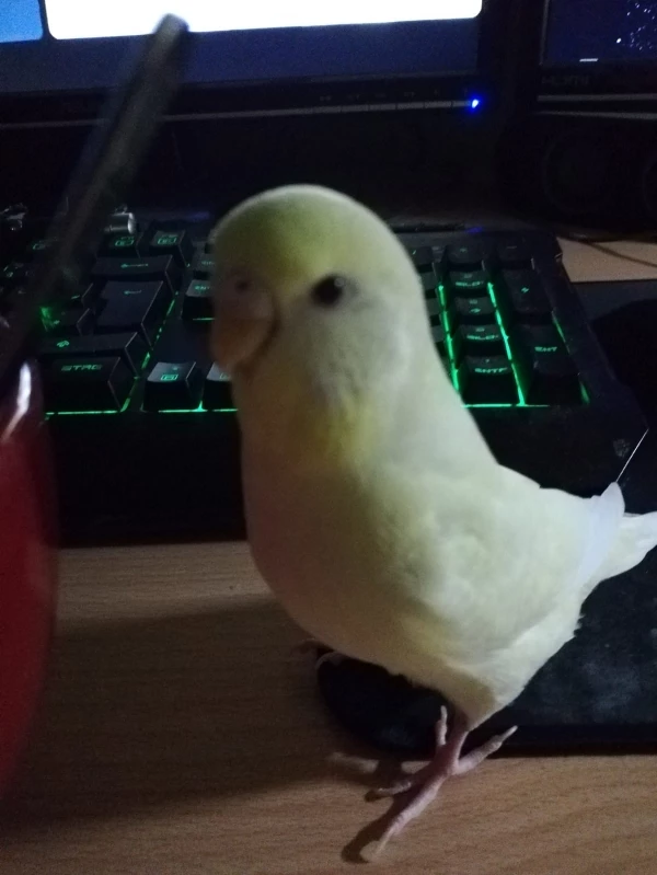 Wellensittich-Bild: Taubi beim Untersuchen der Tastatur und Maus 
