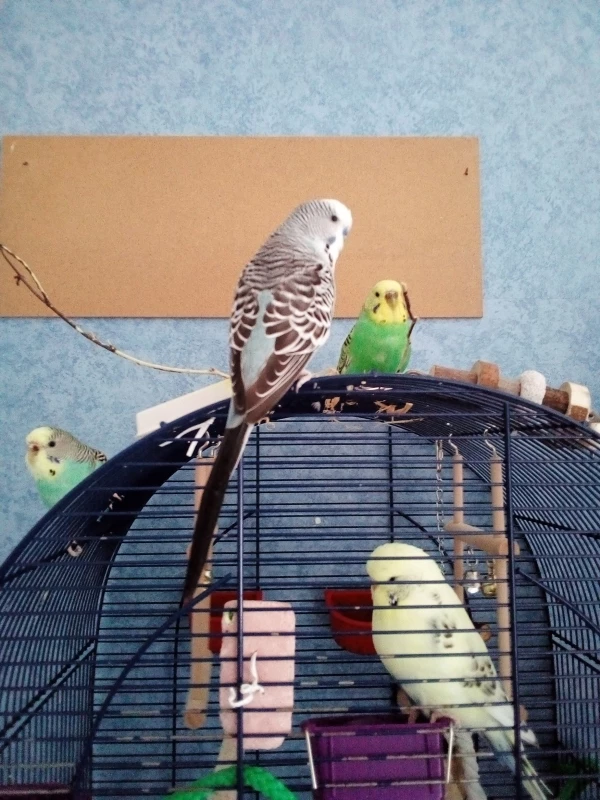 Wellensittich-Bild: Grün: Sunny, Türkis:Belli,Gelb:Willy, Grau:Coco