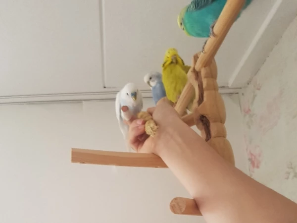 Wellensittich-Bild: Mein erstes Beweisfoto von Spotty auf meiner Hand. Die Qualität ist nicht so gut, weil ich niemanden mit dem Handy verschrecken wollte. 
Aber ich bin stolz, dass grade der ehemalige Volieren-Vogel Spotty der mutigste ist. 