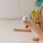 Zähmungsversuche