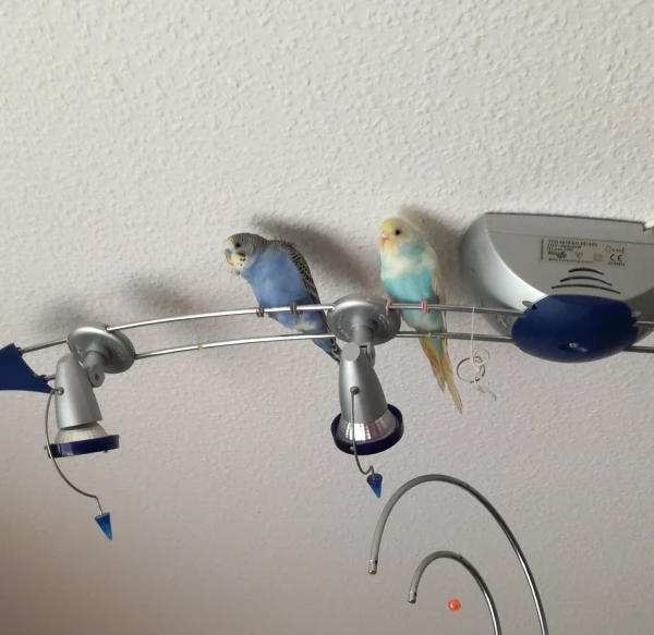 Wellensittich-Bild: Pause auf der Lampe