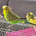 Wie Vater und Sohn