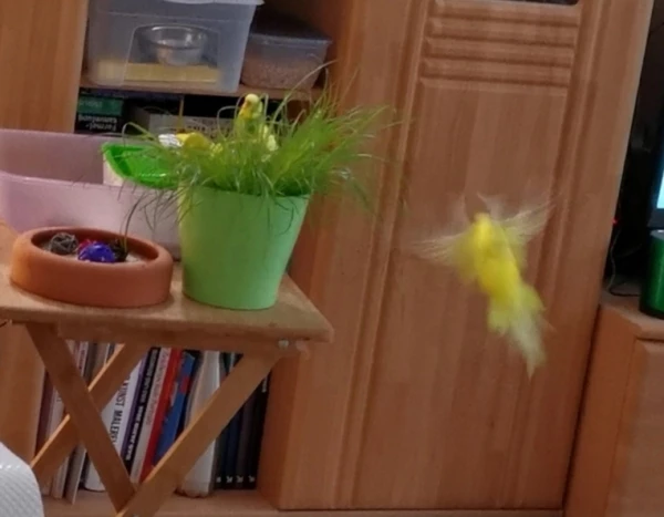 Wellensittich-Bild: Wenn zwei im Gras sitzen, muss Sunny es auch tun und startet Überraschungssanflug von unten????