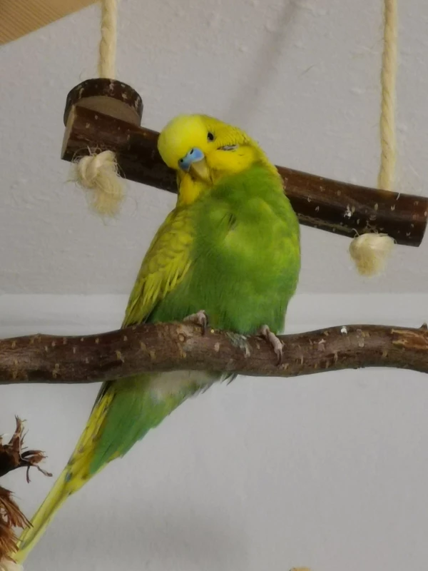 Wellensittich-Bild: Mein Hahn im Korb lässt es sich gut gehen mit mindestens zwei Hennen