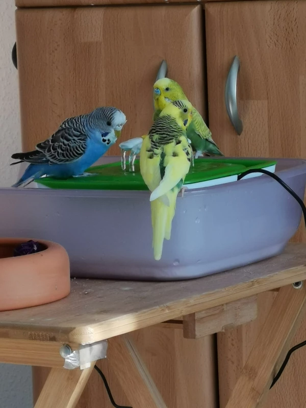Wellensittich-Bild: Nach einer Woche hat sich Blue als Erstes getraut..dann stürzten sich die Anderen drei auch ins plätschernde Nass
