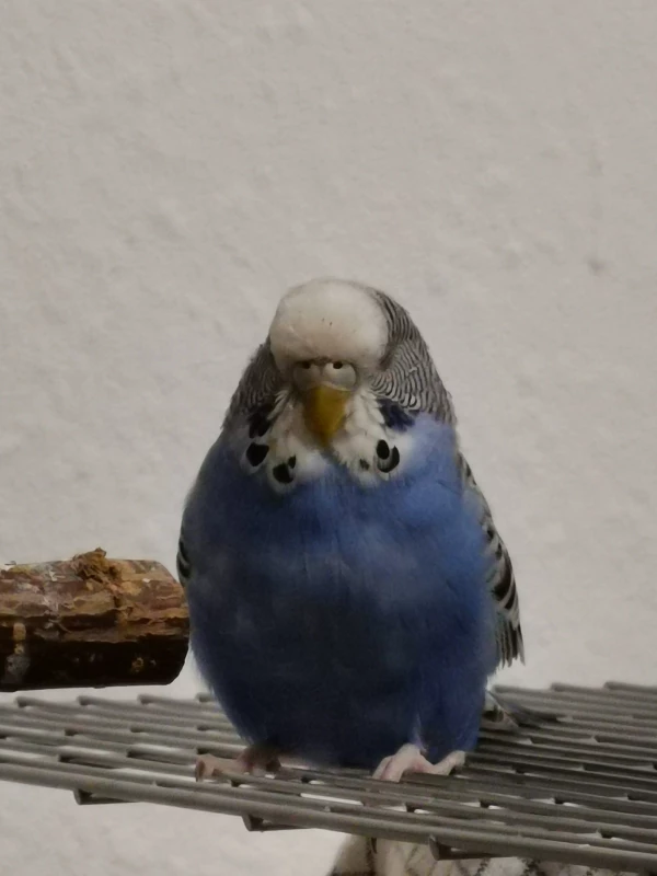 Wellensittich-Bild: Meine kleine Blue..obwohl es nicht wirklich klar ist ob vielleicht doch nen Hahn in ihr steckt. Aber nicht wichtig, denn bis auf das Gemecker um den Schlafplatz oder das Spielzeug verstehen sich meine vier bestens.