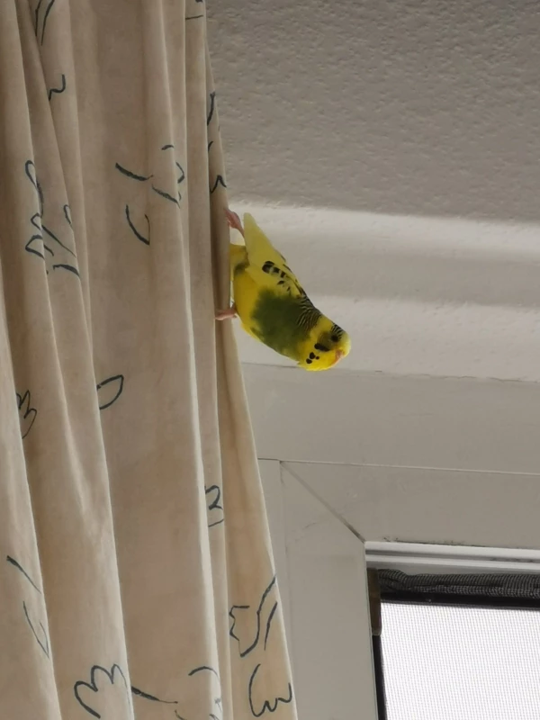 Wellensittich-Bild: Von hier oben ist die Perspektive noch lustiger..besonders der Blick nach draußen..