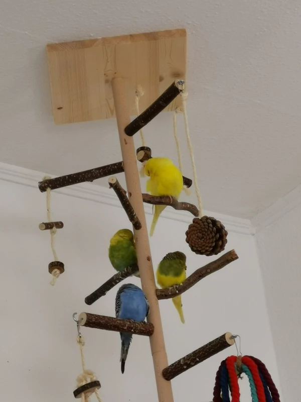 Wellensittich-Bild: Siesta im Quartett..wie immer????????????????????????