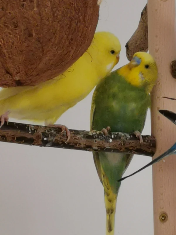 Wellensittich-Bild: Na Kiwi.hast du schon wieder mit der Yellow rumgeflirtet? Komm du mir mal auf die Stange. Aber Sunny, wie kannst du denn so was behaupten. Das war doch dieder Blue ????????