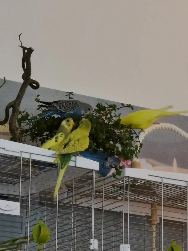 Wellensittich-Bild: Diese Einladung lassen sich Yellow, Blue, Kiwi und Sunny nicht entgehen..hmmmjammmmi