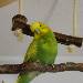 Kiwi der Casanova
