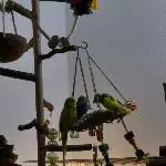 Fliegen ohne zu fliegen