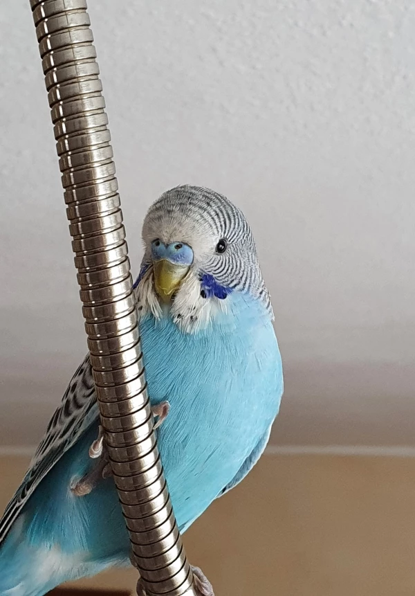 Wellensittich-Bild: Hier auf der Lampe verbringe ich am liebsten meine Zeit. 