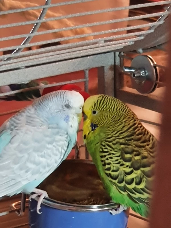 Wellensittich-Bild: Der neue Lieblingsplatz am Abend wo die beiden kuscheln. 
