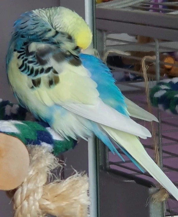 Wellensittich-Bild: Da ich ja mit meinem Kumpel Milow immer viel in Aktion bin, muss ich mich mal kurz etwas ausruhen.