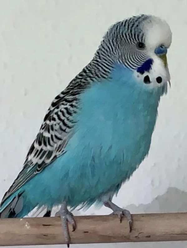 Wellensittich-Bild: Milow ist jetzt 8 Monate und immer noch ein kleiner Frechdachs. 