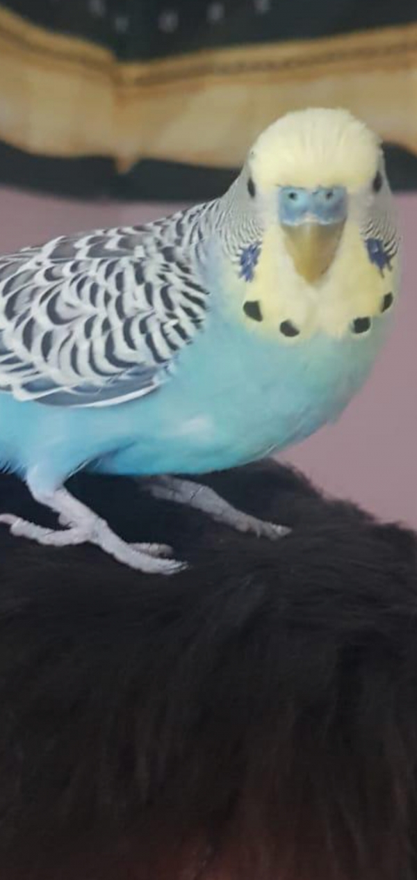 PHPSESSID