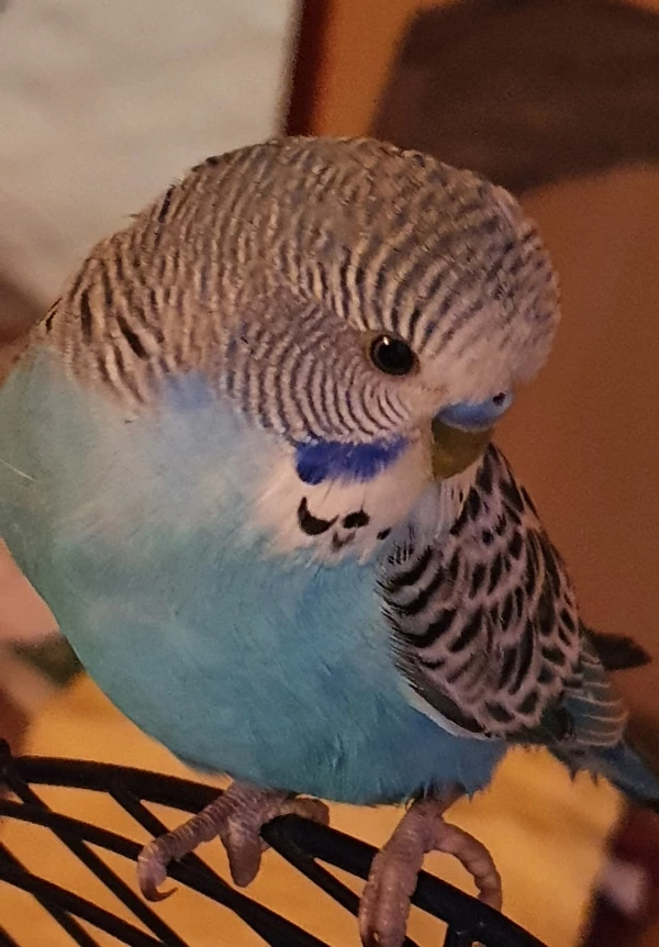 Wellensittich-Bild: Das ist Milo :-) direkt Schockverliebt und somit ist er jetzt seit 2 Tagen bei uns.