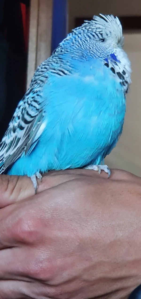 Wellensittich-Bild: Eigentlich ist Elfrieda nicht Handzahm????aber bei meinem Freund kommt sie. Ich bin etwas erstaunt, da sie weder zu mir noch bei  meiner Mutter auf die Hand kommt. 