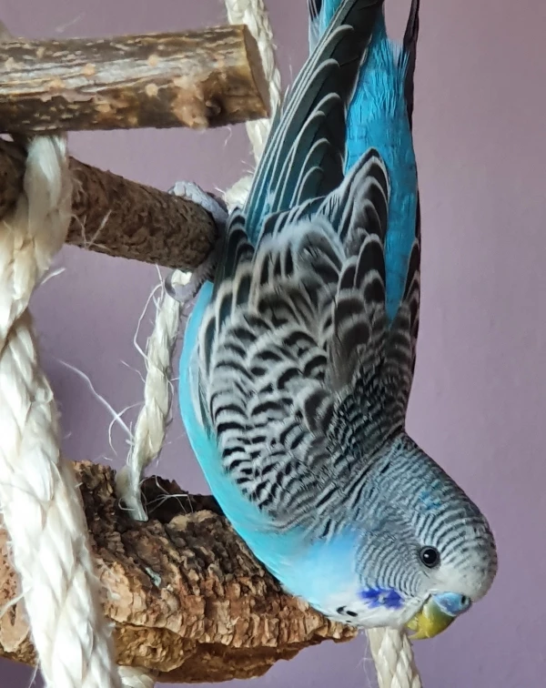 Wellensittich-Bild: Nicht nur im Gemüse hängt er gerne kopfüber sondern auch beim schreddern und spielen!
Ist er nicht ein Naturtalent:-)