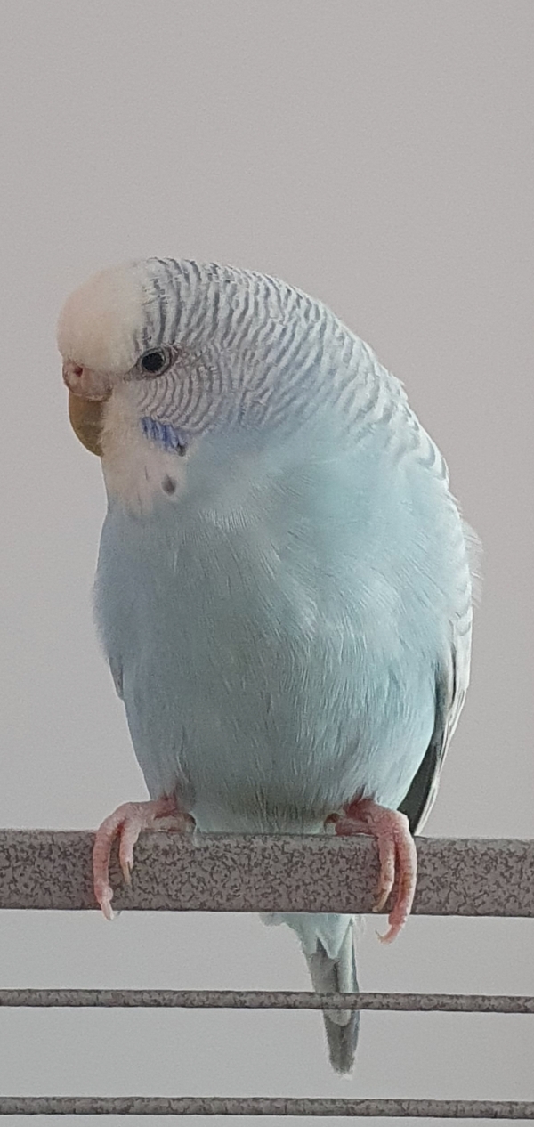 Nayeli