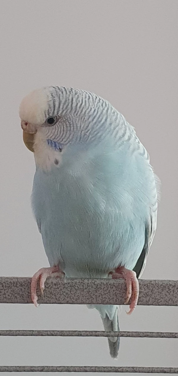 Wellensittich-Bild: Ich bin der Neuzugang bei Elfrieda und Azur und heiße Nayeli.