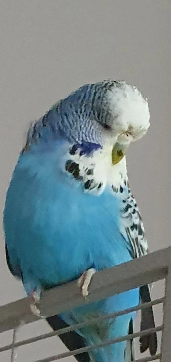 Wellensittich-Bild: Meine Elfrieda hatte ordentlich Vogelmiere gefuttert und wie man sieht hat es ihr gut geschmeckt. Nun ist sie im Hirsenland.