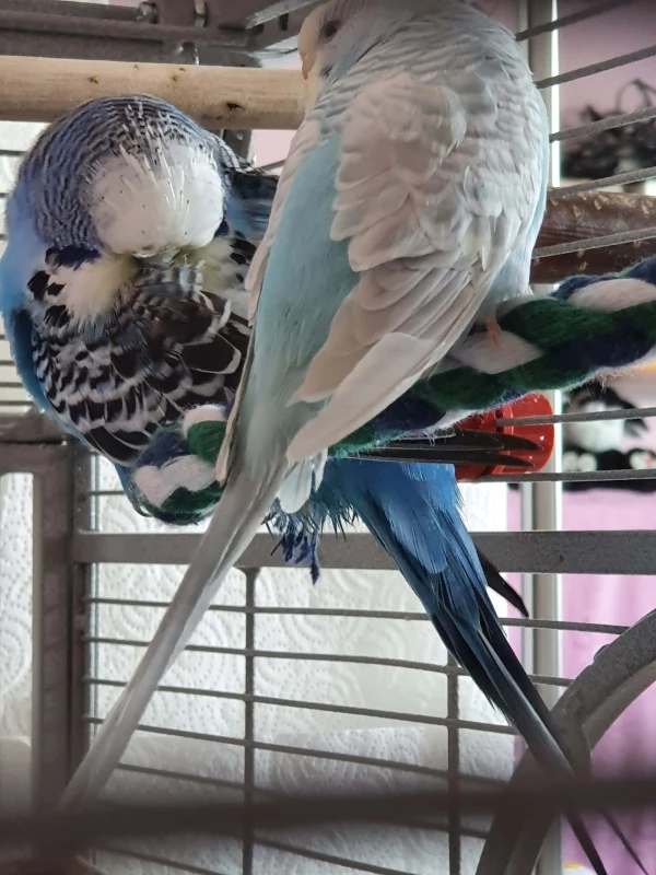 Wellensittich-Bild: Elfrieda schläft und Nayeli leistet ihr Gesellschaft :-)