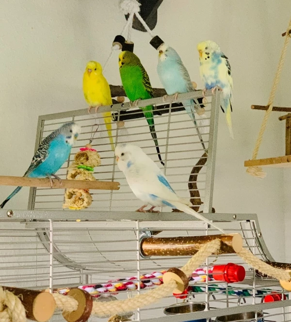 Wellensittich-Bild: Der gelbe und der weise Welli sind Neuzugänge. Sie harmonieren sehr gut zusammen. Für den gelben und den weißen haben wir noch keine passenden Namen gefunden, da wir auch noch nicht wirklich erkennen können ob es M oder W sind.