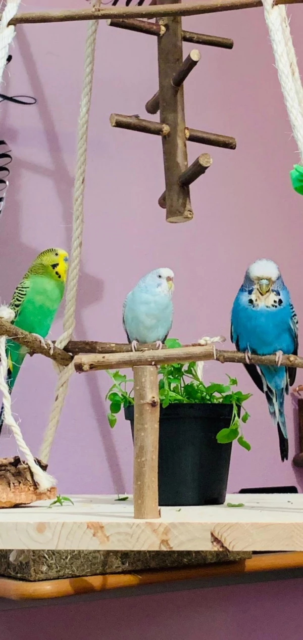 Wellensittich-Bild: Die Vogelmiere war richtig lecker:-) jetzt machen wir erstmal eine kleine Pause und mal schauen vielleicht holen wir uns noch einen kleinen Nachschlag.
