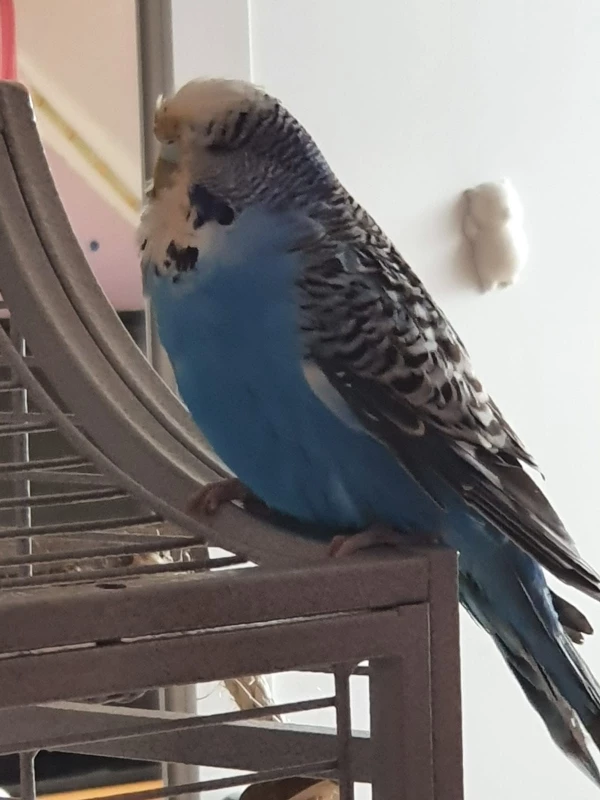 Wellensittich-Bild: Das ist Elfrieda auf ihrem Käfig 