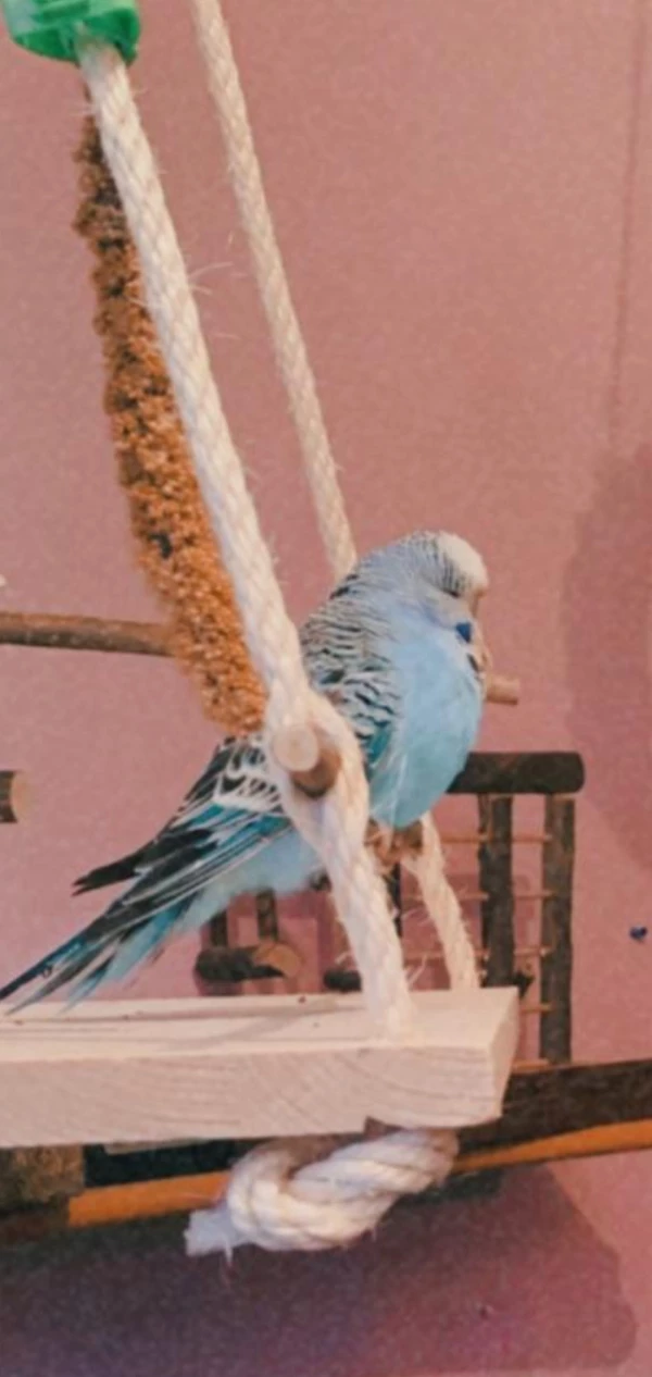 Wellensittich-Bild: Elfrieda hat auf dem neuen Spielplatz auch ihren Lieblingsplatz gefunden und entspannt sich gerade :-)