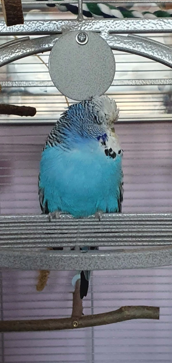 Wellensittich-Bild: Nun hat sie schon 3g zugenommen. Ich bin so stolz auf unsere Elfrieda. So krank, aber sie kämpft. Ich liebe dich so und freue mich jeden Tag dich noch bei mir zu haben. 