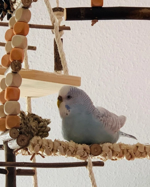 Wellensittich-Bild: Hier lege ich mich öfters gerne hin. Irgendwie gemütlich. Mein Felo hat es extra für mich ersteigert. Aber natürlich dürfen meine Freunde auch hier drauf.