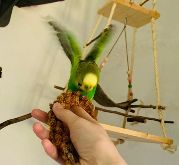 Wellensittich-Bild: Azur ist eigentlich ein sehr scheuer Welli und somit waren wir sehr überrascht, das er sich nun traute auf die Hand zu kommen.
So ein schönes Gefühl :-)