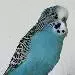 Milow