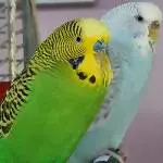 Chilli Milli :-)