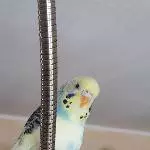Hola Felo