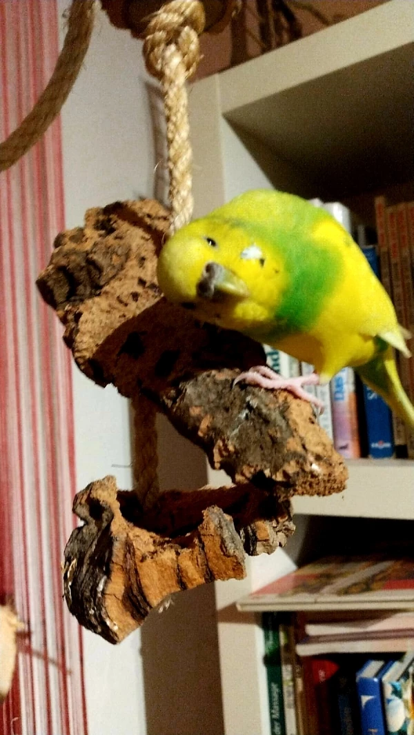 Wellensittich-Bild: Limon bei der Arbeit 