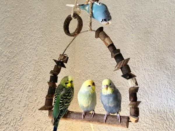Wellensittich-Bild: Die kleinen Piepser sind am warten, da ihr Käfig im Moment in der Reinigung ist. Ihr Zuhause wird neu eingerichtet. Außer den Schaukeln, wird vieles ausgetauscht und umgestellt. Ja, die Felo muss doch schauen, dass es den Kleinen nie langweilig wird. 