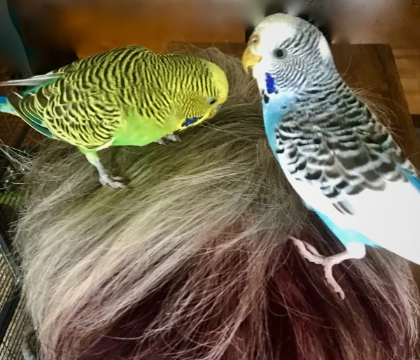 Wellensittich-Bild: Charly und Rocky haben einen neuen Spielplatz entdeckt und den finden sie, wie mir scheint, richtig toll.