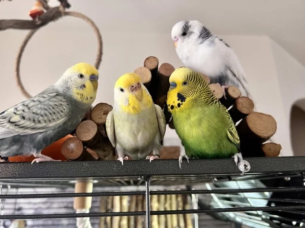 Wellensittich-Bild: Da sitzen sie friedlich beisammen und geniessen einfach