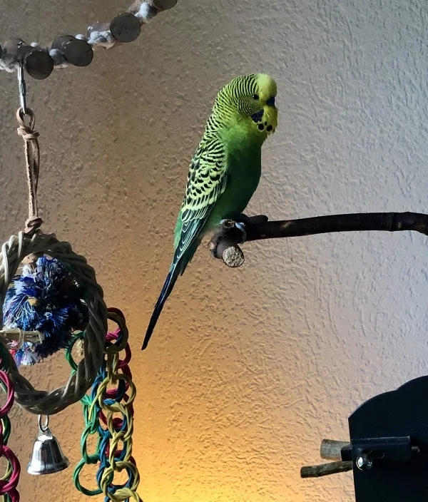 Wellensittich-Bild: Ich weiß nicht wie es euch geht, aber mir geht es gut. Rocky sitzt da und zwitschert zufrieden vor sich hin.