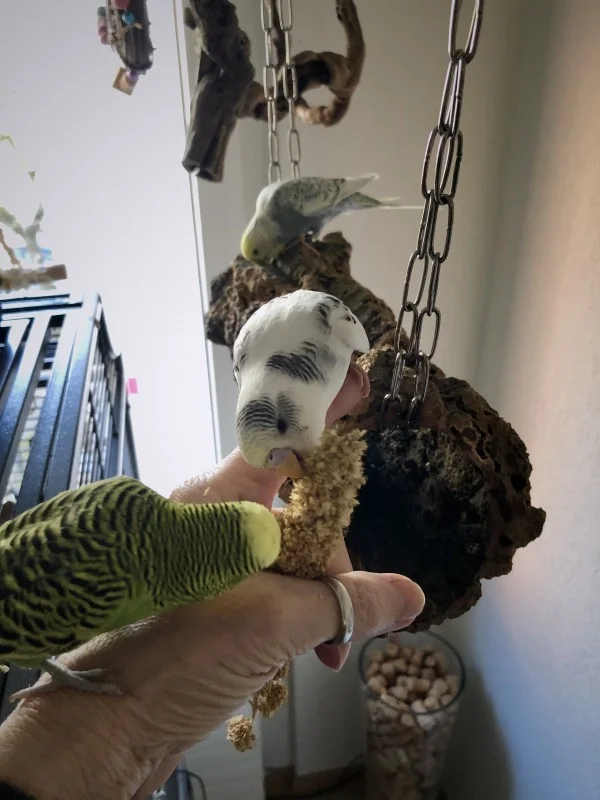 Wellensittich-Bild:  Rocky teilt sogar schon die Hirse mit seinem neuen Mitbewohner.