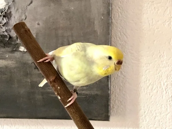 Wellensittich-Bild: Bonnie auf Entdeckungsreise!
