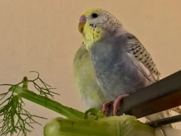 Wellensittich-Bild: Ich bleibe mal hier, da habe ich alles im Überblick!